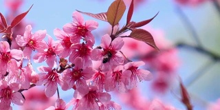 樱花或樱花与蜜蜂在春天