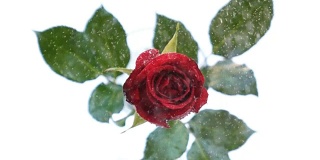 慢镜头红玫瑰