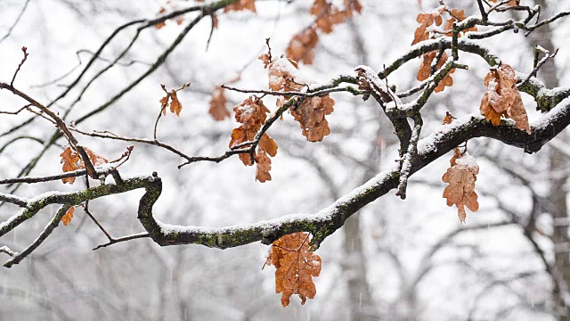 在下雪时，橡树的树枝上有干叶子。
