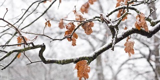 在下雪时，橡树的树枝上有干叶子。