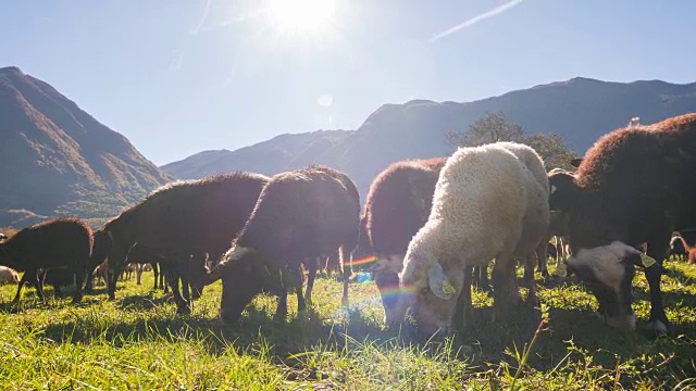 羊在草地上吃草
