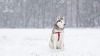 西伯利亚哈士奇在冬天的一场雪中漫步。视频素材模板下载