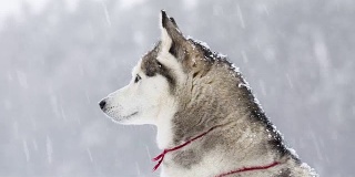 西伯利亚哈士奇在冬天的一场雪中漫步。