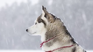 西伯利亚哈士奇在冬天的一场雪中漫步。视频素材模板下载