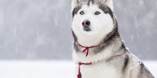 西伯利亚哈士奇在冬天的一场雪中漫步。