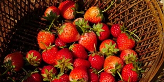 多汁的草莓与平移运动，4k(超高清)