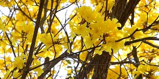 金龟子黄或金喇叭花盛开在春天的蓝天背景
