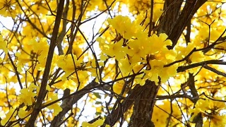 金龟子黄或金喇叭花盛开在春天的蓝天背景视频素材模板下载