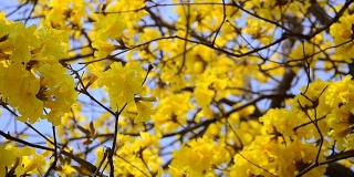 黄色的树花和晴朗的天空为背景。