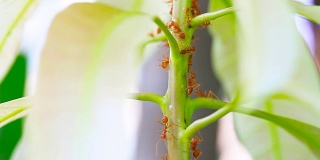 红蚂蚁