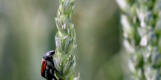 小麦穗轴上的圣甲虫。