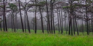 松林与雾和野花的田野