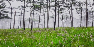 松林与雾和野花的田野