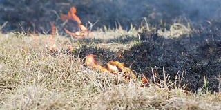 草地在田野里燃烧。纵火后火势蔓延。