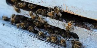 蜂箱里的蜜蜂