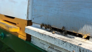 蜂箱里的蜜蜂视频素材模板下载