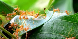 筑巢的红蚂蚁