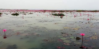 红莲花海