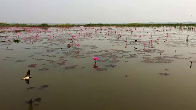 红莲花海