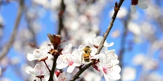 蜜蜂飞越梅花