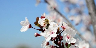 蜜蜂飞越梅花