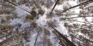 从树林中抬头看