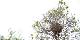 鸟类在树上筑巢