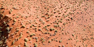 纳米比亚沙漠中的空中珍稀植物