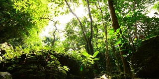 摄影:热带雨林中的自然