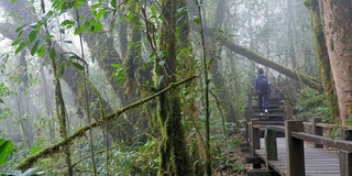 徒步旅行——女性徒步旅行者在雨林中行走