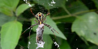 蜘蛛在网上吃昆虫
