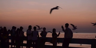 摇摄:日落时人们和海鸥的剪影
