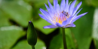 莲花紫蜂