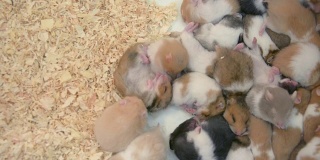 在泰国的一家宠物店里，一群白色、棕色和黑色的小仓鼠睡在一起待售
