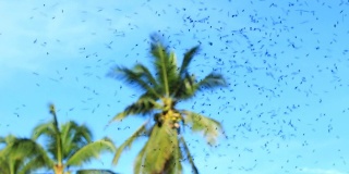 无刺蜜蜂在椰子树种植园飞行