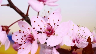 粉红色的樱花盛开4K视频素材模板下载