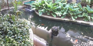 花园里的喷泉和有鱼的水池