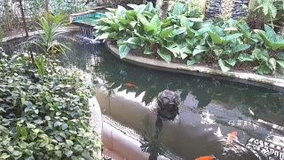 花园里的喷泉和有鱼的水池视频素材模板下载
