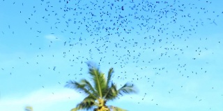 无刺蜜蜂在椰子树种植园飞行