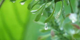 后滴雨。