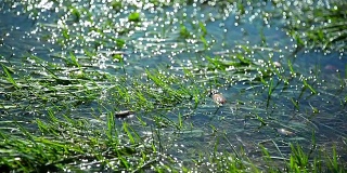 水里的草