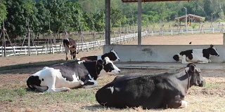 奶牛一家人在农场休息