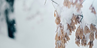 枫树枝头下着雪