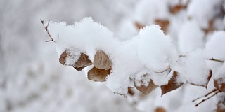 树枝下着雪