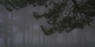 松树与雾在一个雨天