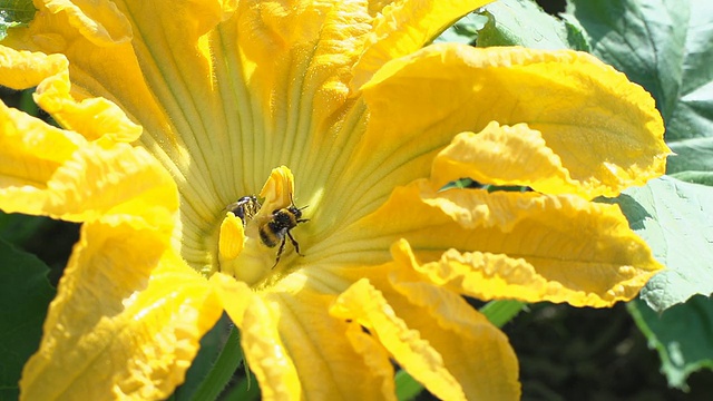 蜜蜂和大黄蜂在花上