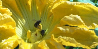 南瓜花上的大黄蜂