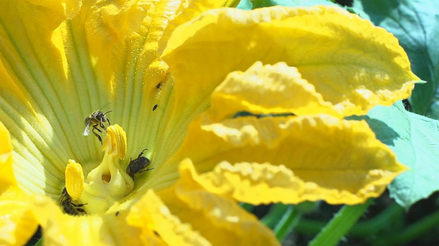 慢动作蜜蜂在南瓜花上