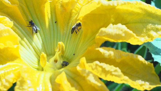 慢动作蜜蜂在南瓜花上收集花粉