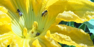 慢动作蜜蜂在南瓜花上收集花粉